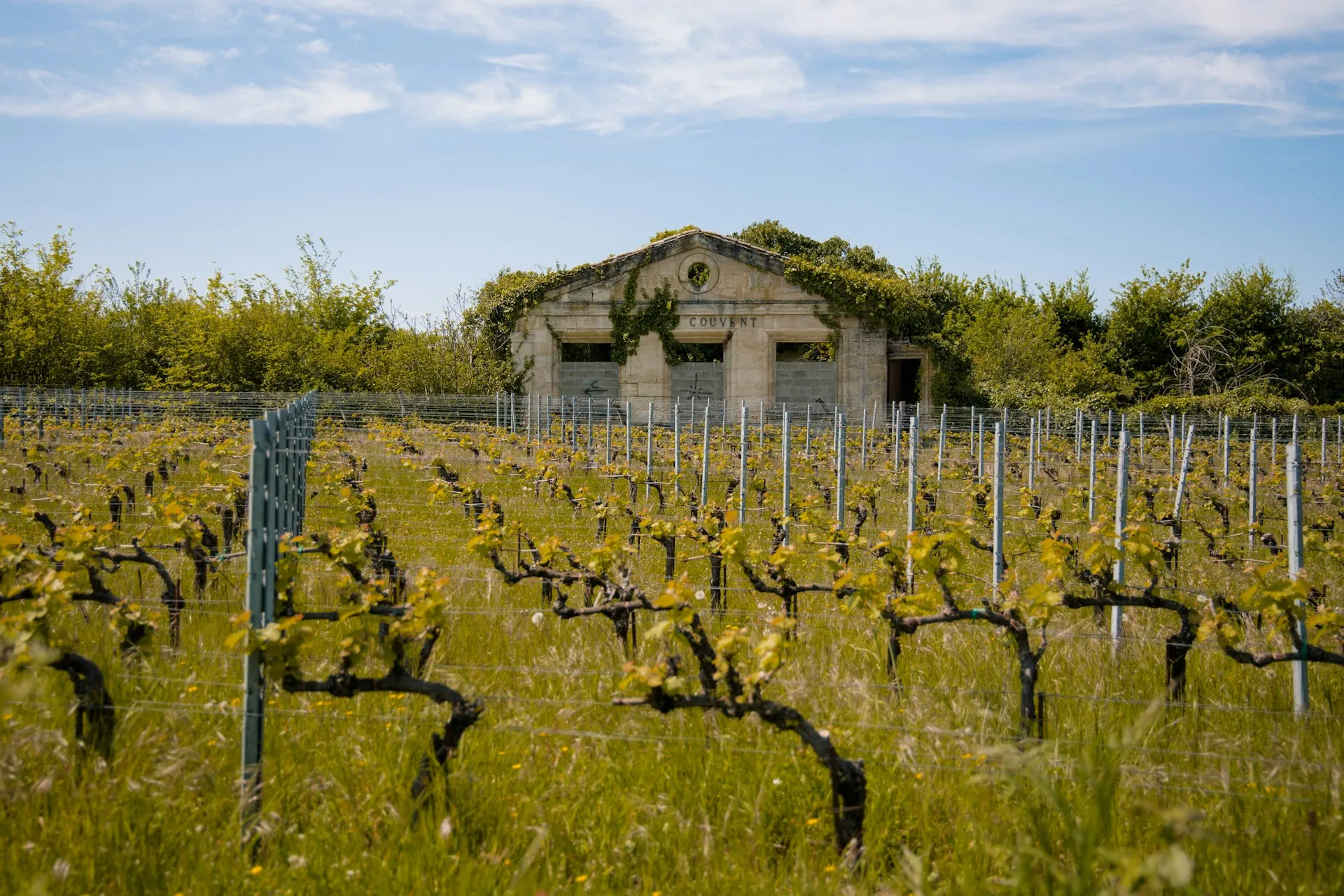 Gammelt stenhus bag knudrede vinstokke