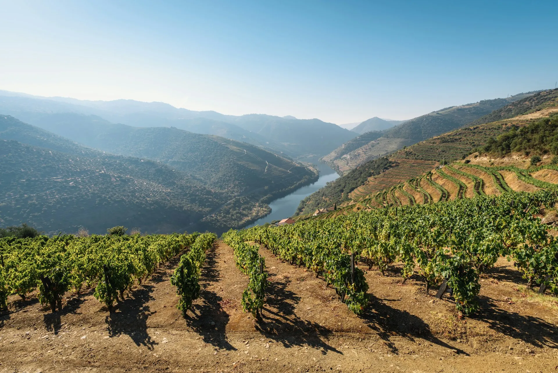 Terrasserede vinmarker i Douro-dalen
