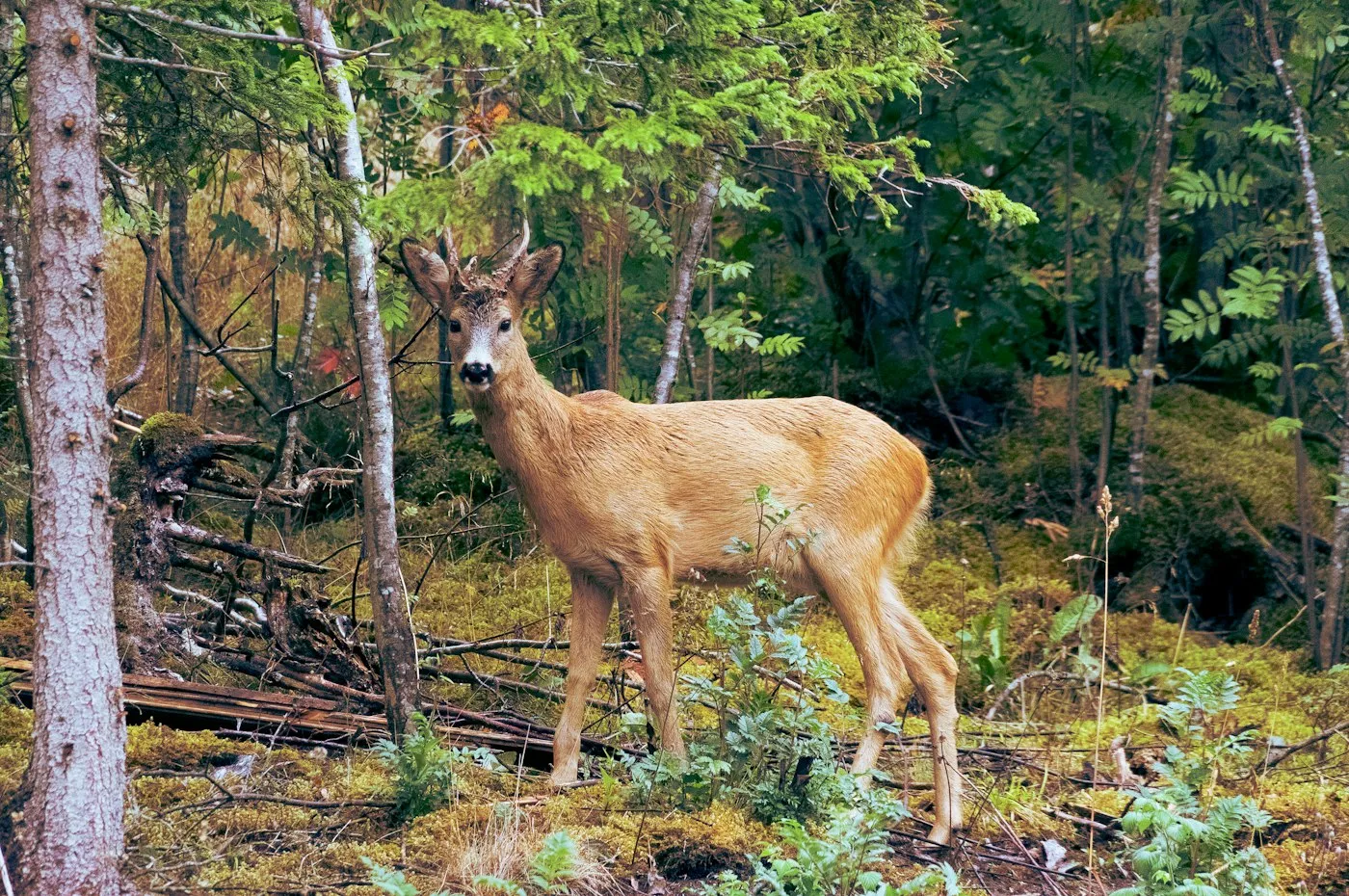 En råbuk står mellem træerne i en grøn skov