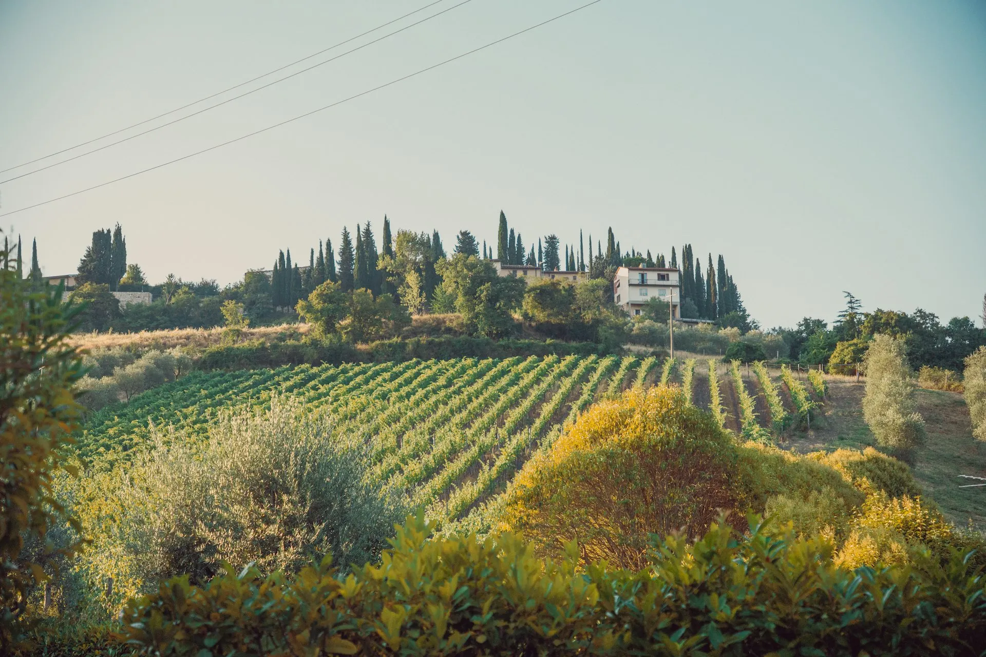 Vinmark med cypresser og et hus i Toscana